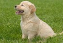 Alesp aprova lei que proíbe a venda de animais em pet shops e sites