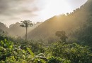 Dia Nacional da Mata Atlântica: conheça destinos sustentáveis em um dos biomas mais ricos do mundo