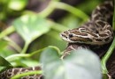 Socorrido às pressas: cobra ataca homem de 64 anos no quintal de casa
