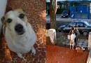 Homem rouba roupinha de cadela no quintal de casa