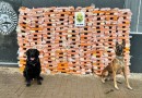 Equipes caninas da PMPR batem recordes em apreensões e enfraquecem facções criminosas