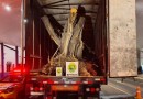Carreta com árvores de oliveira avaliadas em R$ 1,1 milhão é apreendida na fronteira entre Brasil e Argentina
