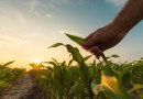 Congresso aprova corte de R$ 45 milhões no orçamento do programa de seguro rural