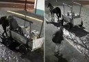 Carroceiro do crime: ladrão faz limpa em garagem com carroça e cavalo em Lages
