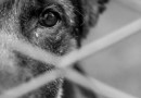 Homem é preso por maus-tratos contra animais