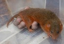 Mãe cuíca e seus filhotes são resgatados em obra da BR-163