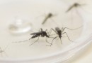 Brasil se aproxima de 1.000 mortes por dengue em 2024