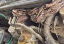 Jiboia de 1,5 metro é encontrada em motor de caminhonete em Pernambuco
