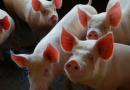 SC aumenta exportação de carne suína e amplia a liderança no setor para 30%