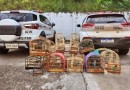 Polícia ambiental apreende 13 aves silvestres em criadouro clandestino no Oeste