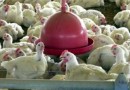 Gripe aviária preocupa e governo de Santa Catarina prepara medidas