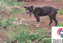 Mulher é presa por maus-tratos a pitbull em Bom Jesus