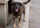Deputado retira assinatura e CPI do cão Orelha é barrada na Alesc