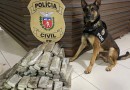 Ações com cães da Polícia Civil do Paraná apreenderam 10,3 toneladas de drogas em 2022
