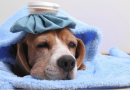 Gripe canina!