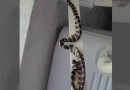 Cobra fica colada em fita dupla face e mobiliza resgate em casa de Jaraguá do Sul