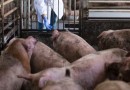 Santa Catarina lidera suinocultura e se consolida como referência mundial na produção