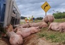 Caminhão carregado com 97 suínos tomba na BR-163 e espalha animais na pista