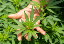 Justiça autoriza farmácia de manipulação a fabricar produtos de Cannabis no Brasil