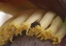 Oito espécies de abelhas-sem-ferrão são identificadas