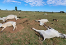 Onda de frio intenso mata mais de mil cabeças de gado em MS