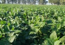 Técnica é capaz de aumentar produtividade de grãos em 26 sacas por hectare no Sul