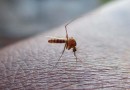 Mortes por dengue crescem 400% em 2022 e chegam a maior patamar registrado nos últimos seis anos