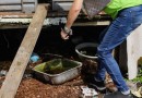 Secretaria da Saúde confirma mais três óbitos por dengue no Paraná