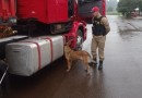 Motorista de caminhão é preso transportando 485 kg de maconha na PR-483