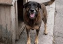 Lei Orelha é aprovada na Alesc e amplia punições para maus-tratos contra animais em SC