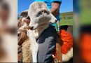Bezerra com duas cabeças nasce em propriedade rural