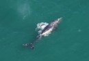 Baleia-cinzenta que parecia extinta é vista após 200 anos no Oceano Atlântico
