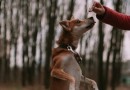 Mulher é presa suspeita de matar cachorro a golpe de machado