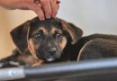 Lei define guarda compartilhada de pets; veja detalhes