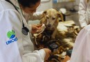Unoesc oferece especialização em Clínica Médica de Pequenos Animais