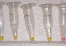 Teste para Covid mais barato e rápido do que o PCR é desenvolvido em SC