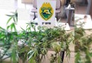 Homem é preso ao cultivar pés de maconha no fundo de sua residência