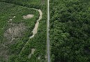 Desmatamento fez Brasil perder, em 40 anos, área natural maior que extensão da Bolívia, revela MapBiomas