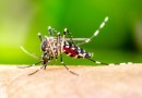 Brasil ultrapassa marca de 5,5 mil mortes por dengue em 2024