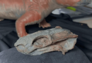 Fóssil encontrado no RS revela animal antecessor aos dinossauros