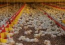China habilita quatro unidades de carne de frango de SC para exportação