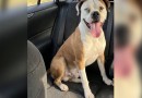 Golpista usa IA para simular cachorra perdida e engana família no Paraná