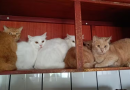 Mais de 400 gatos debilitados e doentes são encontrados vivendo em apartamento no Oeste de SC