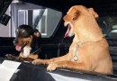 Flagra em elevador leva polícia a resgatar dois cães vítimas de maus-tratos em SC