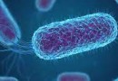 Infecções bacterianas são a segunda principal causa de mortes no mundo