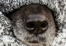 Previsão de frio intenso em Santa Catarina exige cuidados especiais na parte de segurança da casa e dos animais de estimação