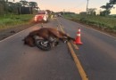 Motociclista morre após atingir cavalo e ser arrastado por carro em rodovia