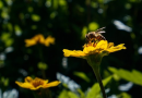 Primavera será mais seca e quente no Oeste de Santa Catarina