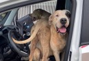 Cães de grande porte soltos em via pública mobilizam PM e são recolhidos em