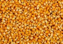 Governo do Estado inicia distribuição de sementes de milho do Programa Terra Boa